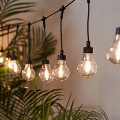 several light bulbs are hanging from a wire in front of a plant and potted palm tree