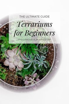 the ultimate guide to terrariums for beginners, including succulents and plants