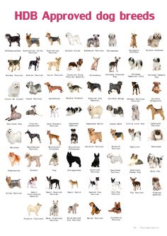 an illustrated poster showing different breeds of dogs