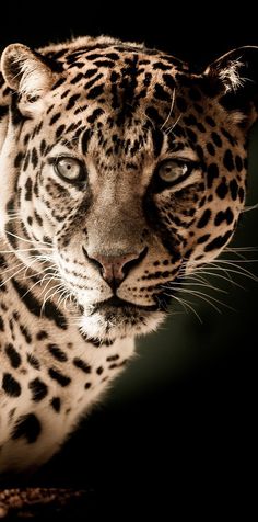 a close up of a leopard looking at the camera