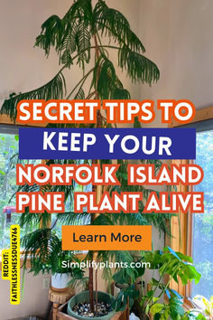 a potted plant with the words secrets to keep your norfolk island pine plant alive learn more