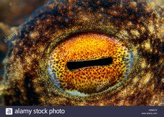 the eye of an underwater animal