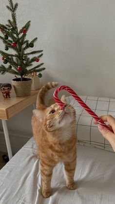 an orange cat standing on top of a bed next to a christmas tree with a candy cane in it's mouth