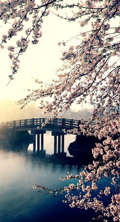 a bridge over a body of water with pink flowers in the foreground and sun behind it