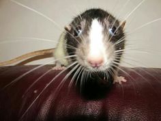 a rat sitting on top of a red leather couch next to a white and black rat