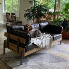 a dog sitting on top of a couch in a living room next to a window