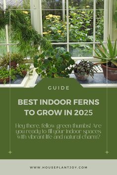 the best indoor ferns to grow in 205