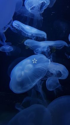 many jellyfish swimming in the water together with one star on its forehead and another under it's head