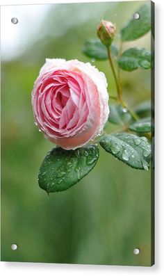 a pink rose with water droplets on it's petals and green leaves in the background