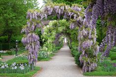 the walkway is lined with wistery trees and flowers