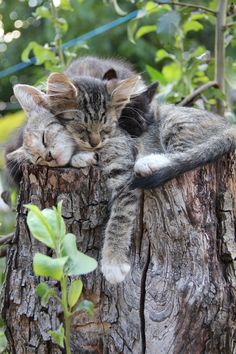 two kittens sleeping on top of a tree stump