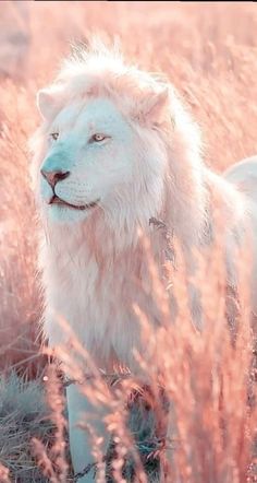 a white lion standing in the middle of tall grass