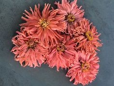 some pink flowers laying on top of a cement floor next to each other and one flower in the middle