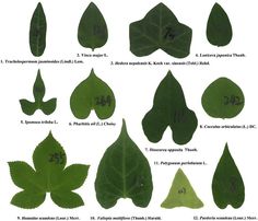 the leaves and numbers of different plants