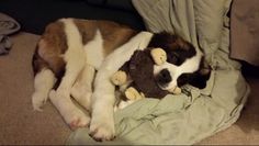 a brown and white dog laying on top of a bed with a stuffed animal in it's mouth