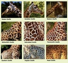 the different types of giraffes are shown in this image with their names