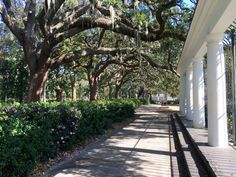 the walkway is lined with large trees and flowers on either side of the building,