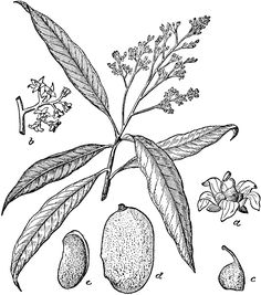 an image of some fruit and flowers on a tree branch in the day time, vintage line drawing or engraving illustration