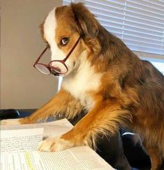 a dog sitting at a desk reading a book with glasses on it's head