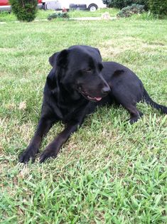 a large black dog laying on top of a lush green field