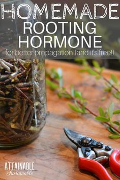 homemade rooting hormone for better propagation and it's free