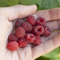 a person holding raspberries in their hand