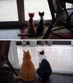 three cats sitting in front of a window looking out at the street and on the ground