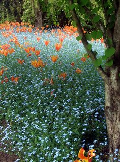 a field full of blue and orange flowers next to a tree