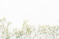 white flowers against a white background