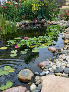 a pond with water lilies and rocks in it