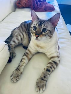 a cat laying on top of a white couch