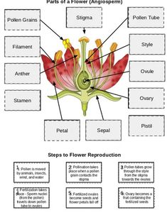 the parts of a flower diagram with labels on each side and labeled in red text