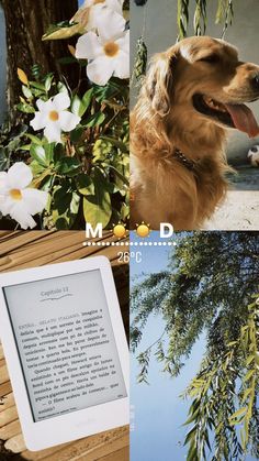 a dog sitting on a bench next to a tree and an image of a book