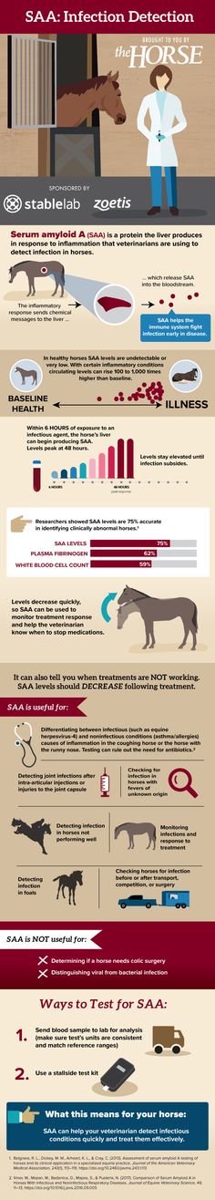 Learn about serum amyloid A and how veterinarians can use it for early identification of inflammation in horses. Veterinarian School, Stable Management, Equine Veterinary, Horse Room, Vet Medicine, Horse Care Tips, Horse Facts, Horse Info, Vet School