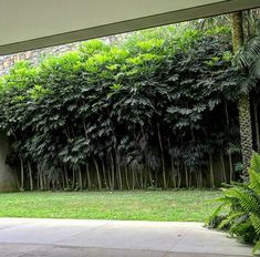 an outdoor area with grass and trees in the back ground, surrounded by tall green plants