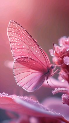 a pink butterfly with water droplets on it's wings sitting on some pink flowers