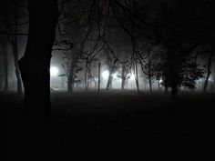 foggy night in the park with trees and street lights shining on the dark ground