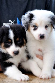 two puppies are sitting next to each other