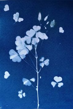 Cyanotype Print, All The Bright Places, Blue Photography, Prussian Blue, Black Eyed, Black Eyed Susan, Floral Artwork, Feeling Blue