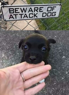 a small black dog sitting in front of a person holding it's hand up to its mouth