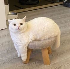 a white cat sitting on top of a wooden stool