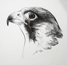 a black and white drawing of a hawk's head