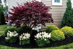 a small tree and bushes in front of a house