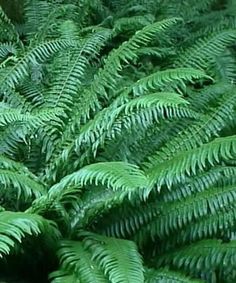 green ferns are growing in the woods