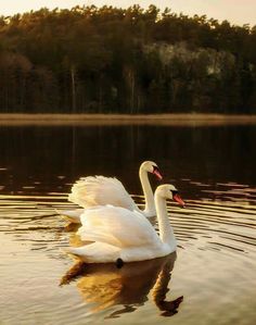 a white swan swimming on top of a lake