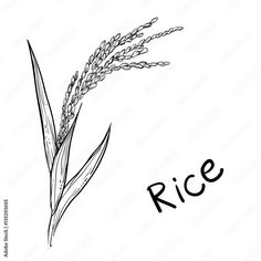 rice plant with the word rice written in black ink on a white background, hand drawn illustration