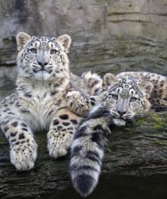 two snow leopards sitting on top of a rock