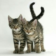 two small kittens standing next to each other on a white background with one looking at the camera