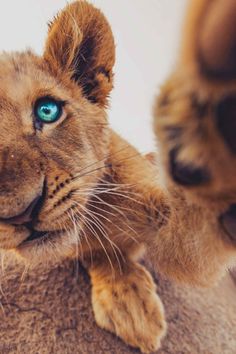 a lion cub with blue eyes looking at the camera