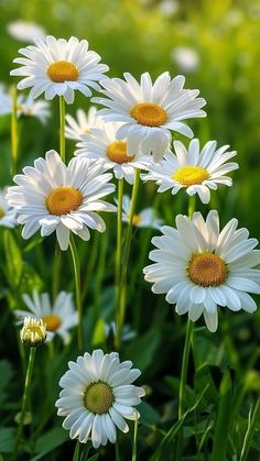 many white daisies are growing in the grass